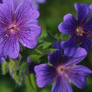 Meet your Posher, Ola faye